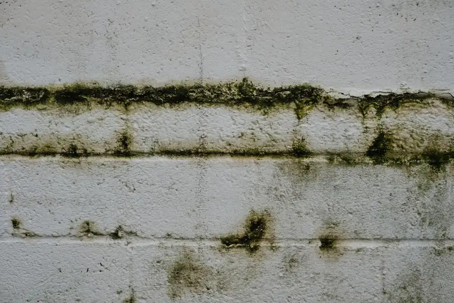 Algae and damp staining running down a wall below a leaking gutter in Croydon