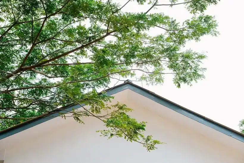 Tree branches overhanging and touching the roofline of a house in Croydon