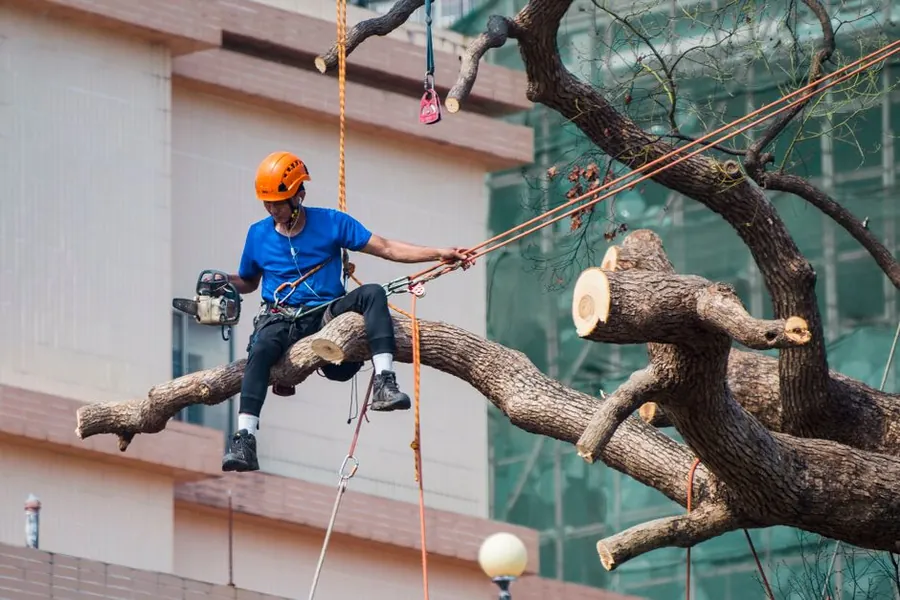Tree surgeon pruning a large branch away from a roof in Croydon