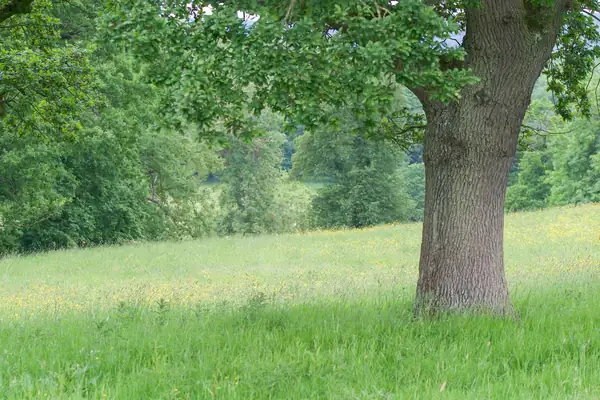 Large oak tree at the edge of open grassland and woodland