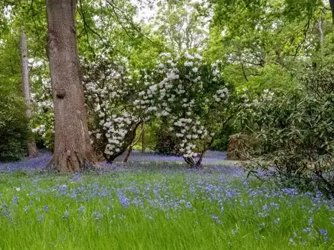 Woodland glade with bluebells under flowering trees in spring