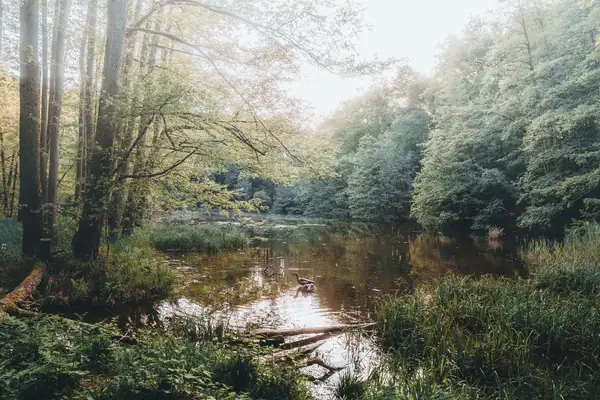 Still woodland pond surrounded by trees and reeds