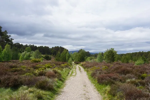 Gravel path through heather and birch on open heathland