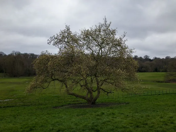 Single tree on open grassland under a grey English sky