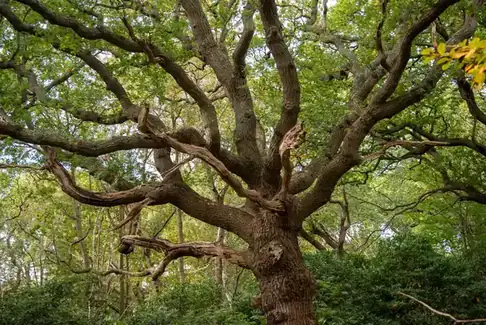 Gnarled old oak tree with spreading branches in mixed woodland