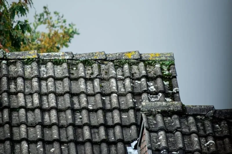 Moss covering concrete roof tiles on a house in Croydon