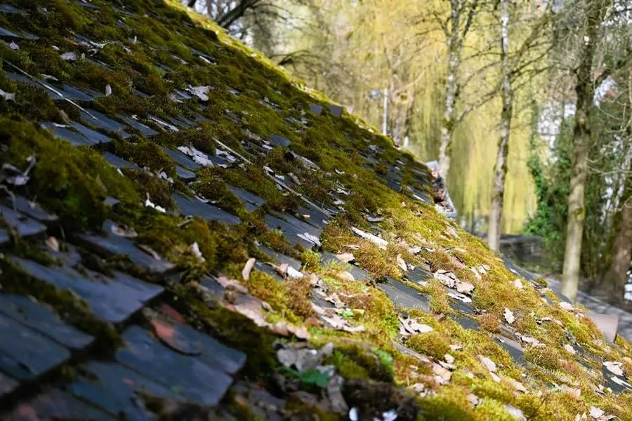Moss growing on a shaded slate roof slope in Croydon